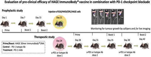 Helicase antigen (HAGE)‐derived vaccines induce immunity to HAGE and ImmunoBody®‐HAGE DNA vaccine delays the growth and metastasis of HAGE‐expressing tumors in vivo