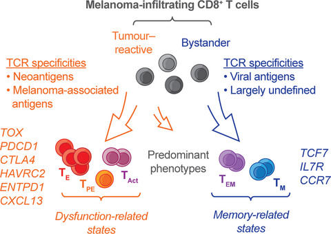 Tumor reactivity of CD8+ T cells favors acquisition of dysfunctional states in human melanoma