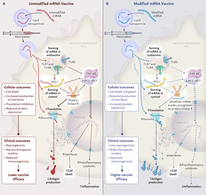 In Gratitude for mRNA Vaccines