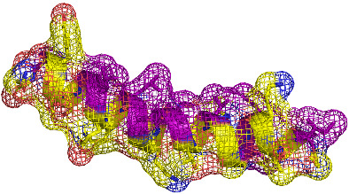 Biophysical study of the structure and dynamics of the antimicrobial peptide maximin 1