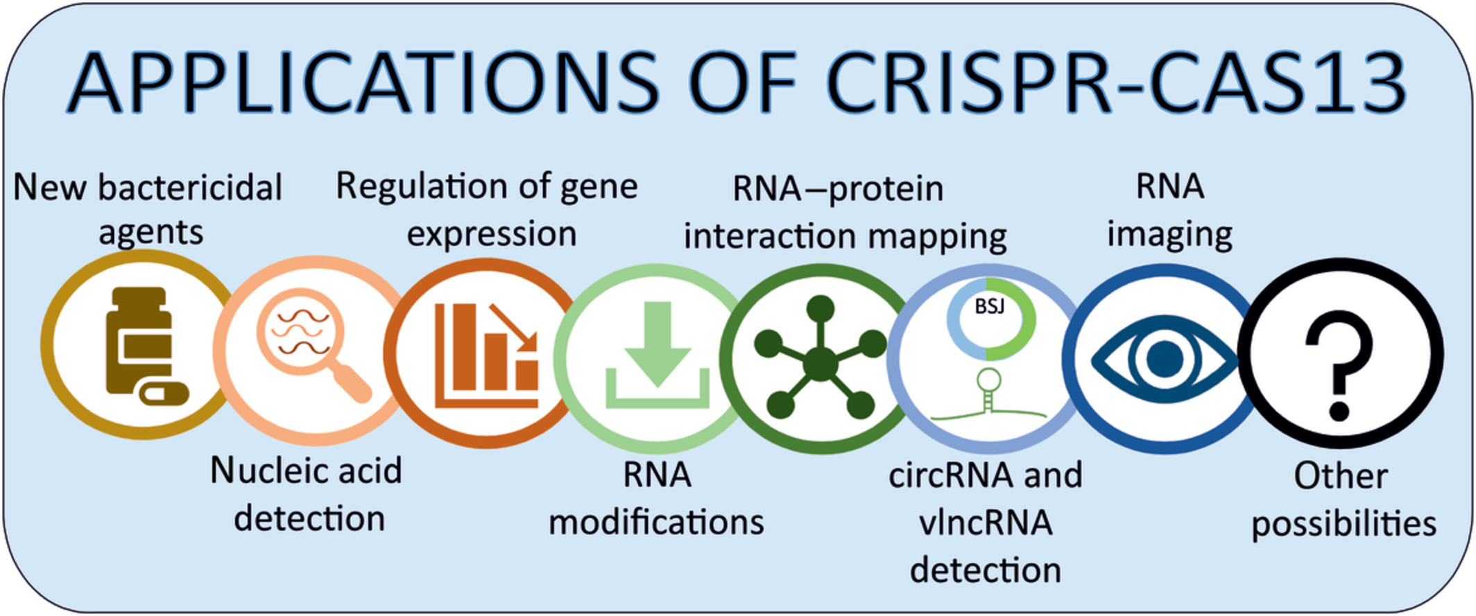 Applications of the versatile CRISPR‐Cas13 RNA targeting system