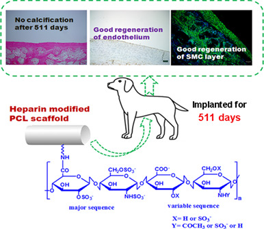 The performance of heparin modified poly(ε‐caprolactone) small diameter tissue engineering vascular graft in canine—A long‐term pilot experiment in vivo