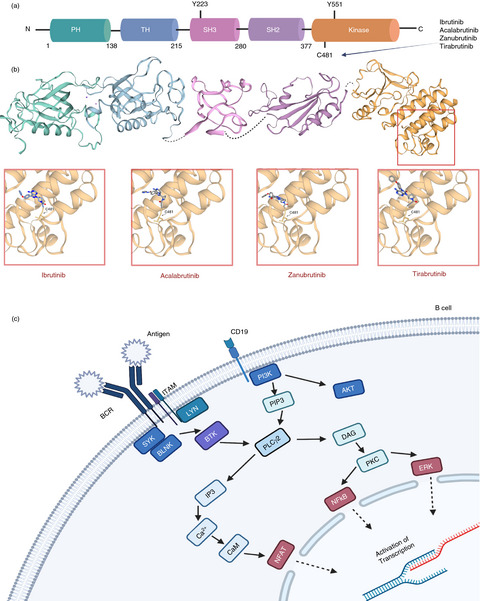 The role of Bruton's tyrosine kinase in the immune system and disease