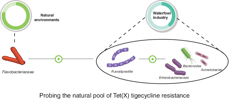 Transferability of tigecycline resistance: Characterization of the expanding Tet(X) family