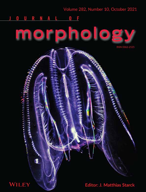Morphology of parenchymally‐implanted foreign bodies indicates copulatory wounding in a planarian