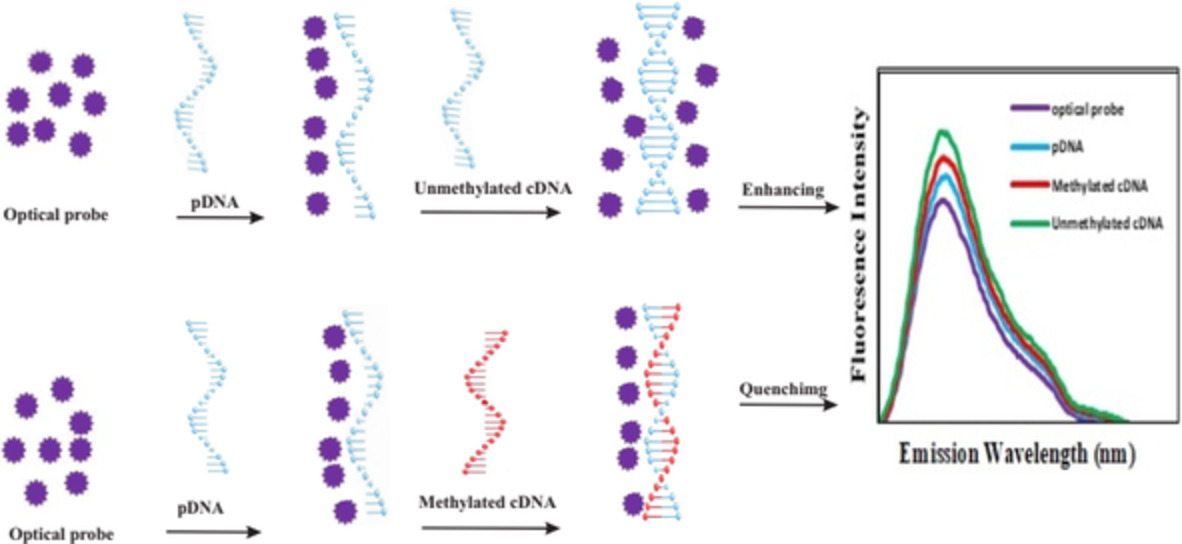 Identification of DNA methylation by novel optical genosensing: A new platform in epigenetic study using biomedical analysis