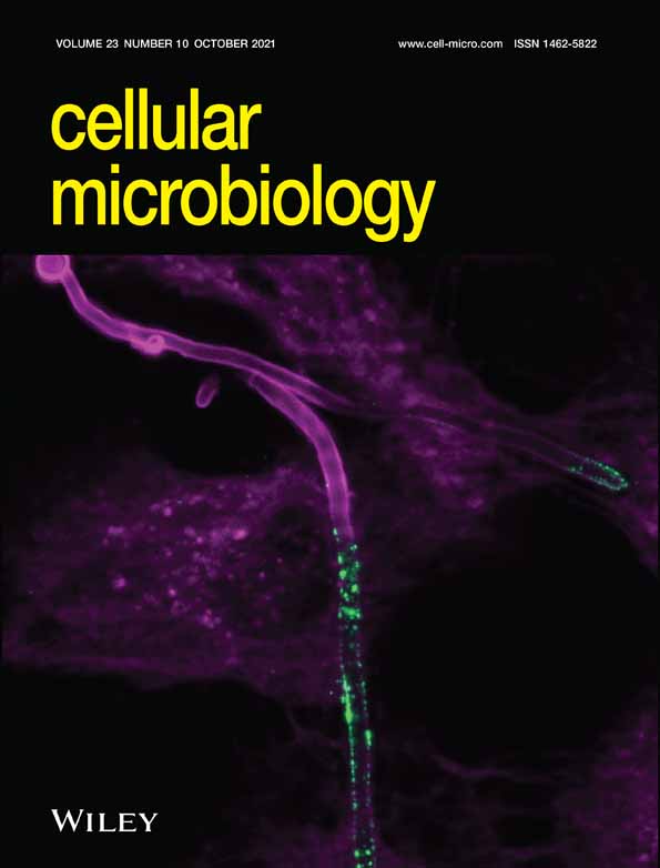 Dengue virus replication enhances labile zinc pools by modulation of ZIP8