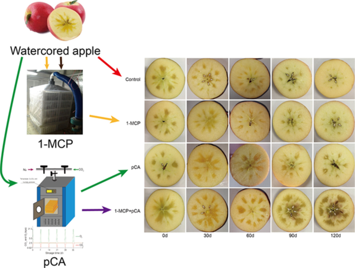 1‐MCP and pulsed controlled atmosphere affect internal storage disorders and desired quality of watercored “Fuji” apples
