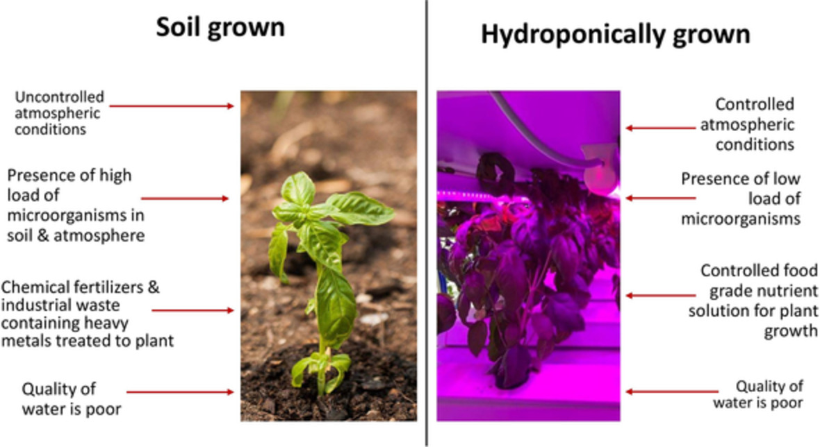 Comparative studies of microbial and heavy metal safety assessment of the herbs cultivated in hydroponically and regular soil system