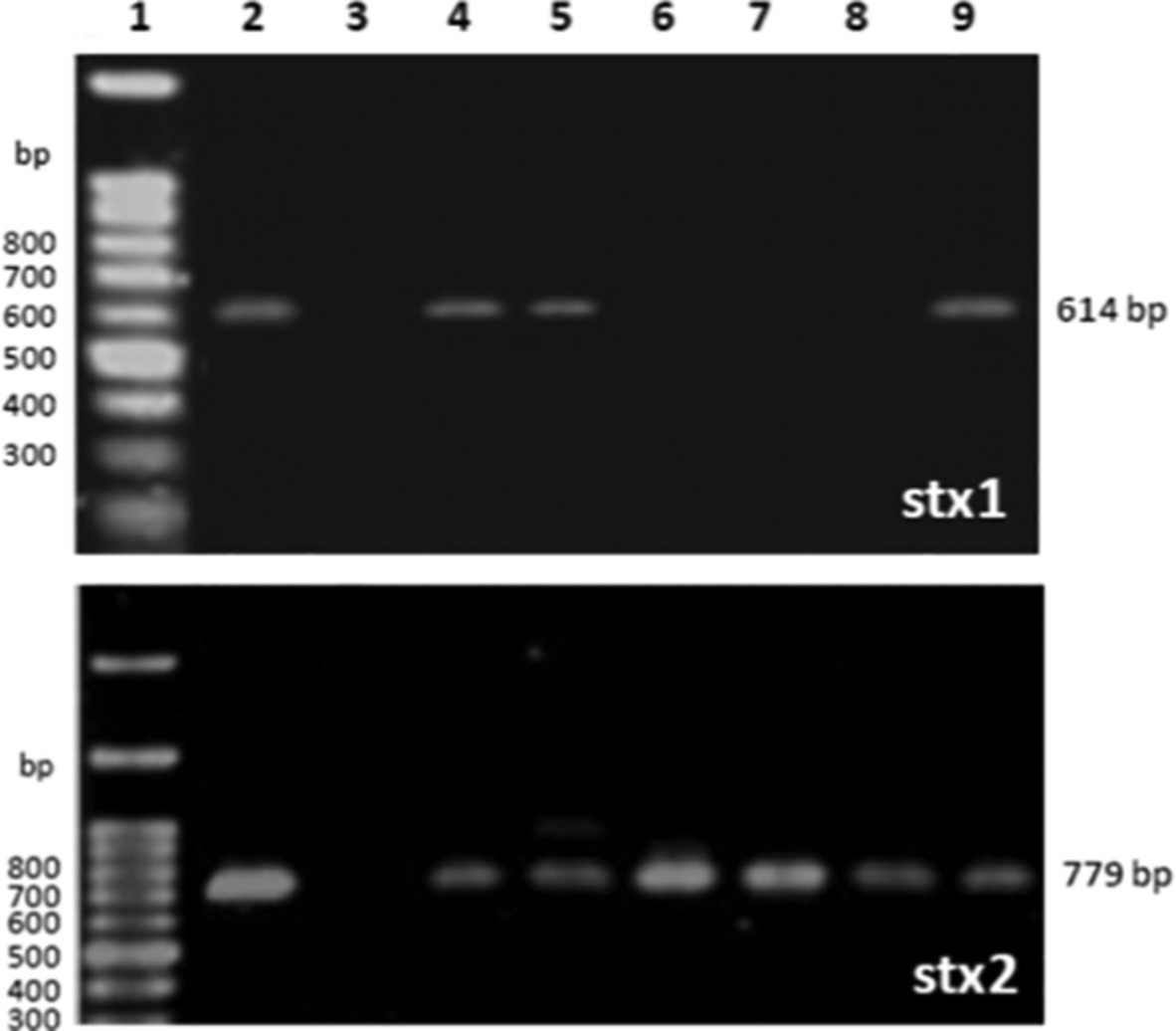 Prevalence and molecular characterization of multidrug‐resistant Escherichia coli O157: H7 from dairy milk in the Peshawar region of Pakistan