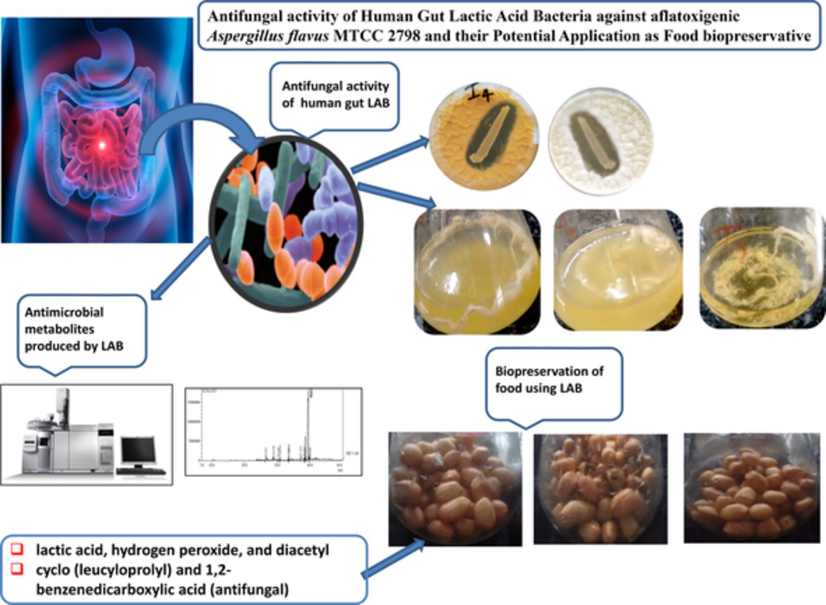 Antifungal activity of human gut lactic acid bacteria against aflatoxigenic Aspergillus flavus MTCC 2798 and their potential application as food biopreservative