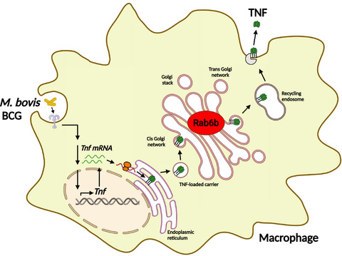 Rab6b localizes to the Golgi complex in murine macrophages and promotes tumor necrosis factor release in response to mycobacterial infection