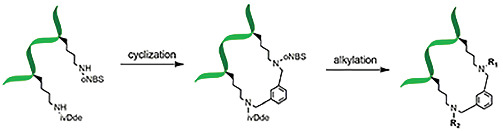 Solid phase diversity‐oriented lysine modification of cyclic peptides