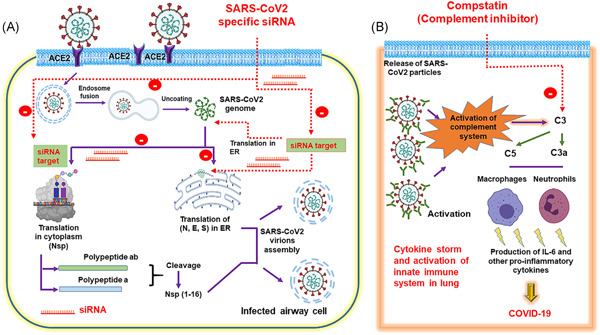 SARS‐CoV‐2 targeting by RNAi and host complement inhibition: A two‐pronged subterfuge for COVID‐19 treatment