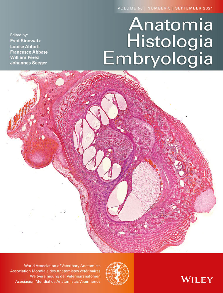 Morphometric study of the testis in sheep embryos using unbiased design‐based stereology