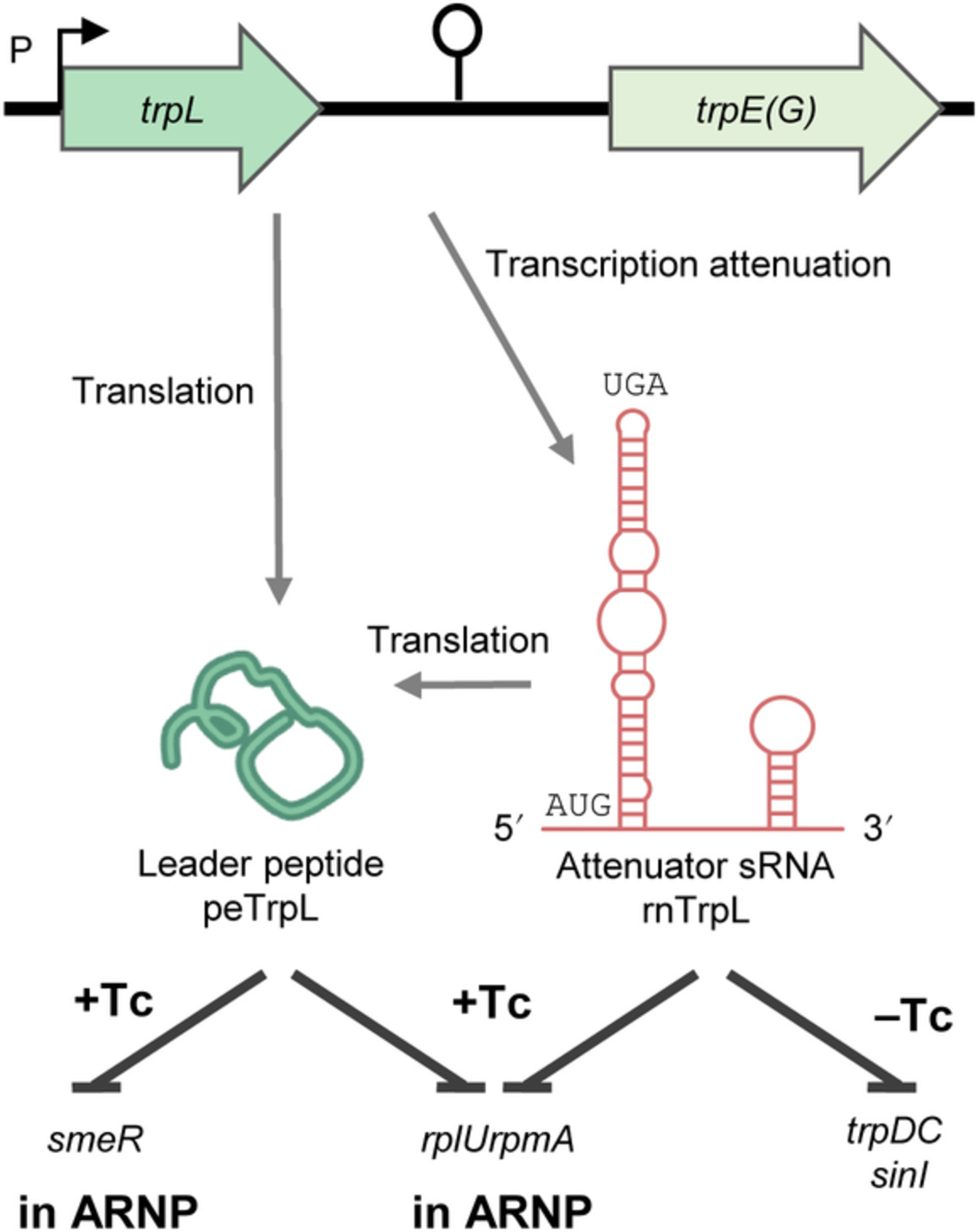 Riboregulation in bacteria: From general principles to novel mechanisms of the trp attenuator and its sRNA and peptide products