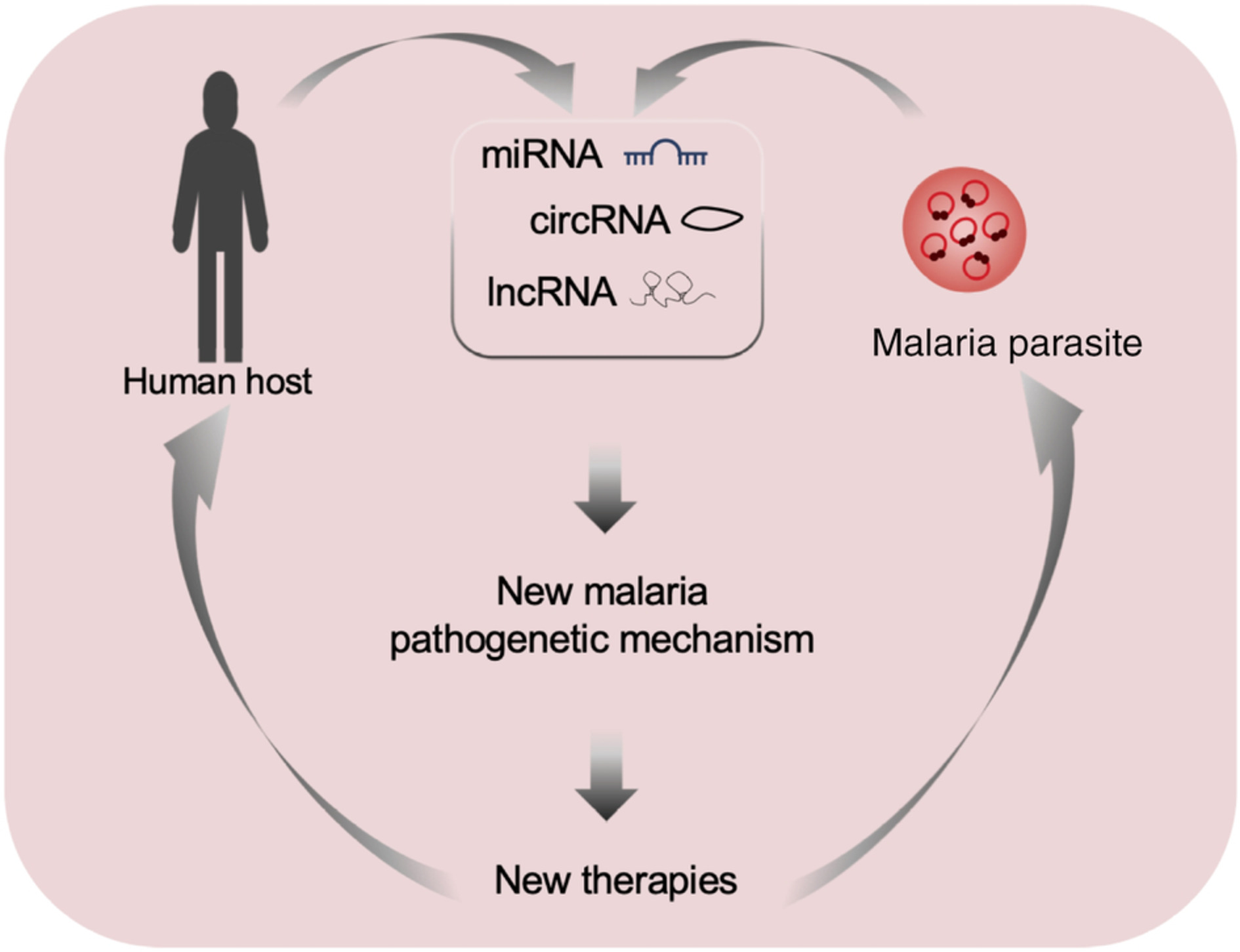 Non‐coding RNAs in malaria infection