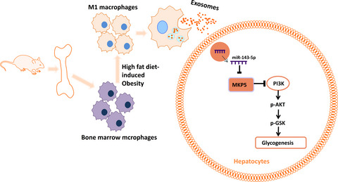Bone marrow macrophage‐derived exosomal miR‐143‐5p contributes to insulin resistance in hepatocytes by repressing MKP5