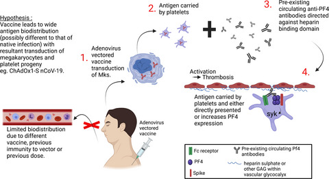 Vaccine‐induced immune thrombosis and thrombocytopenia syndrome following adenovirus‐vectored severe acute respiratory syndrome coronavirus 2 vaccination: a novel hypothesis regarding mechanisms and implications for future vaccine development