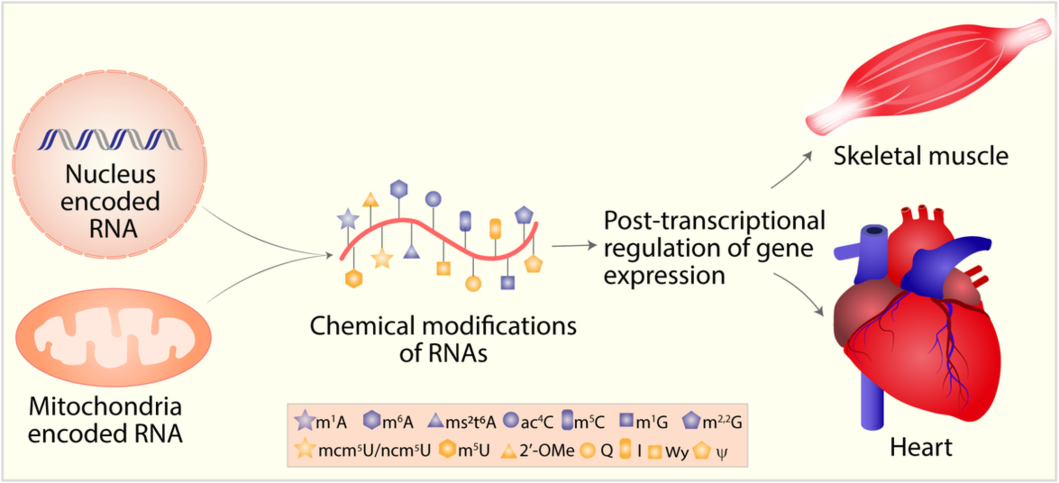 The importance of RNA modifications: From cells to muscle physiology