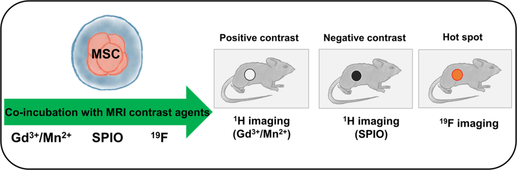 Visualizing stem cells in vivo using magnetic resonance imaging