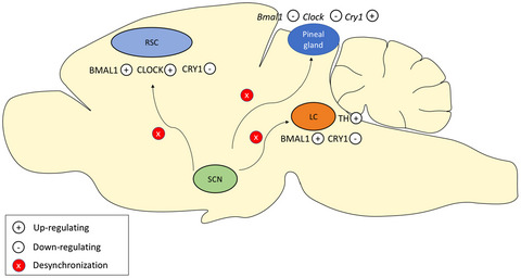 Chronic sleep deprivation altered the expression of circadian clock genes and aggravated Alzheimer's disease neuropathology