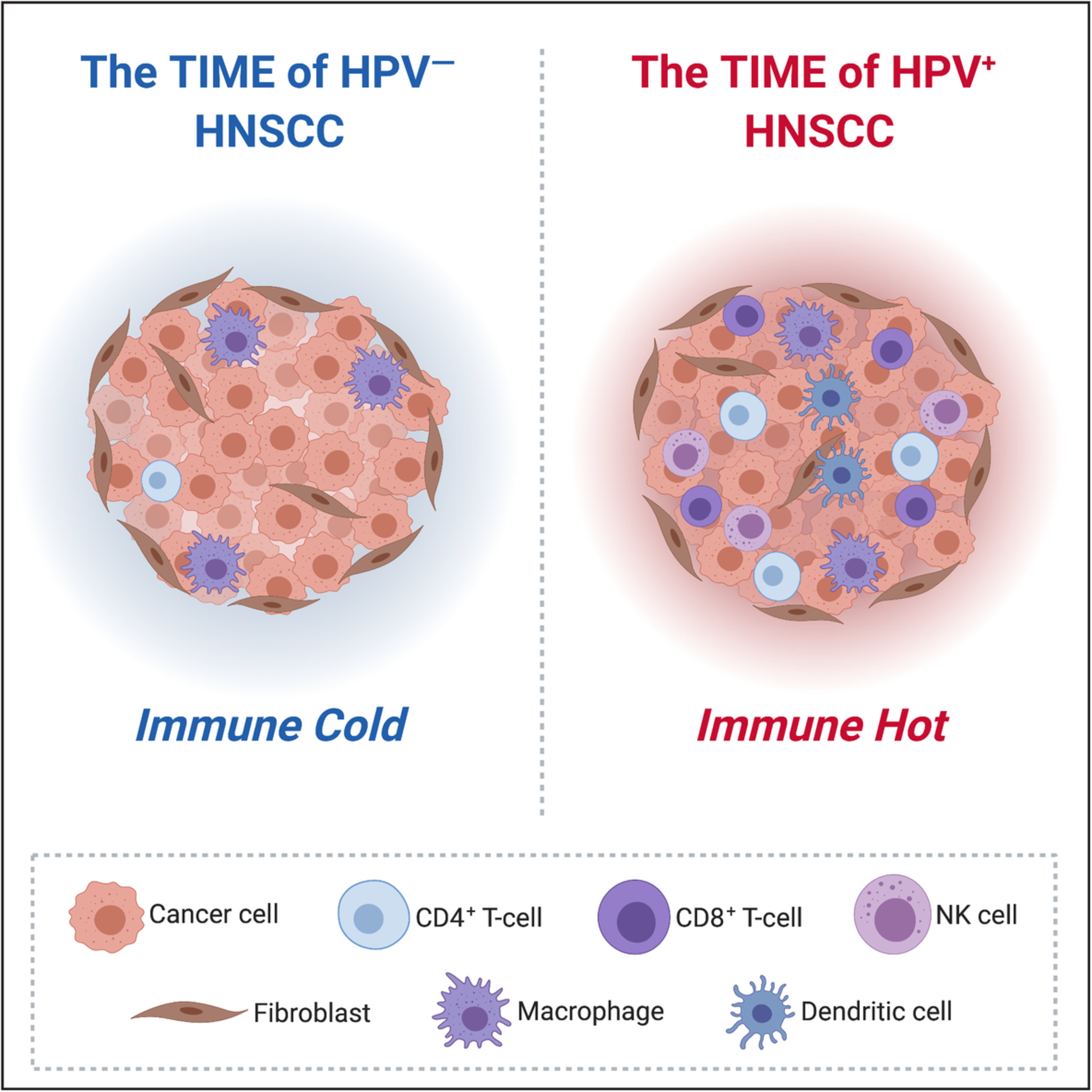 The tumor immune microenvironments of HPV+ and HPV− head and neck cancers