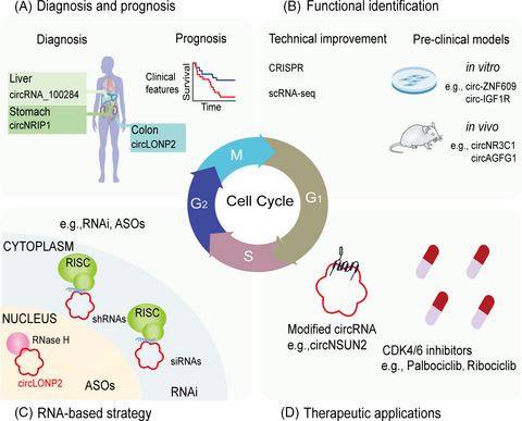 Circular RNAs in cell cycle regulation: Mechanisms to clinical significance
