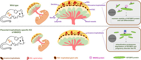 MNSFβ regulates placental development by conjugating IGF2BP2 to enhance trophoblast cell invasiveness