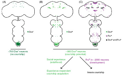 From fruitless to sex: On the generation and diversification of an innate behavior