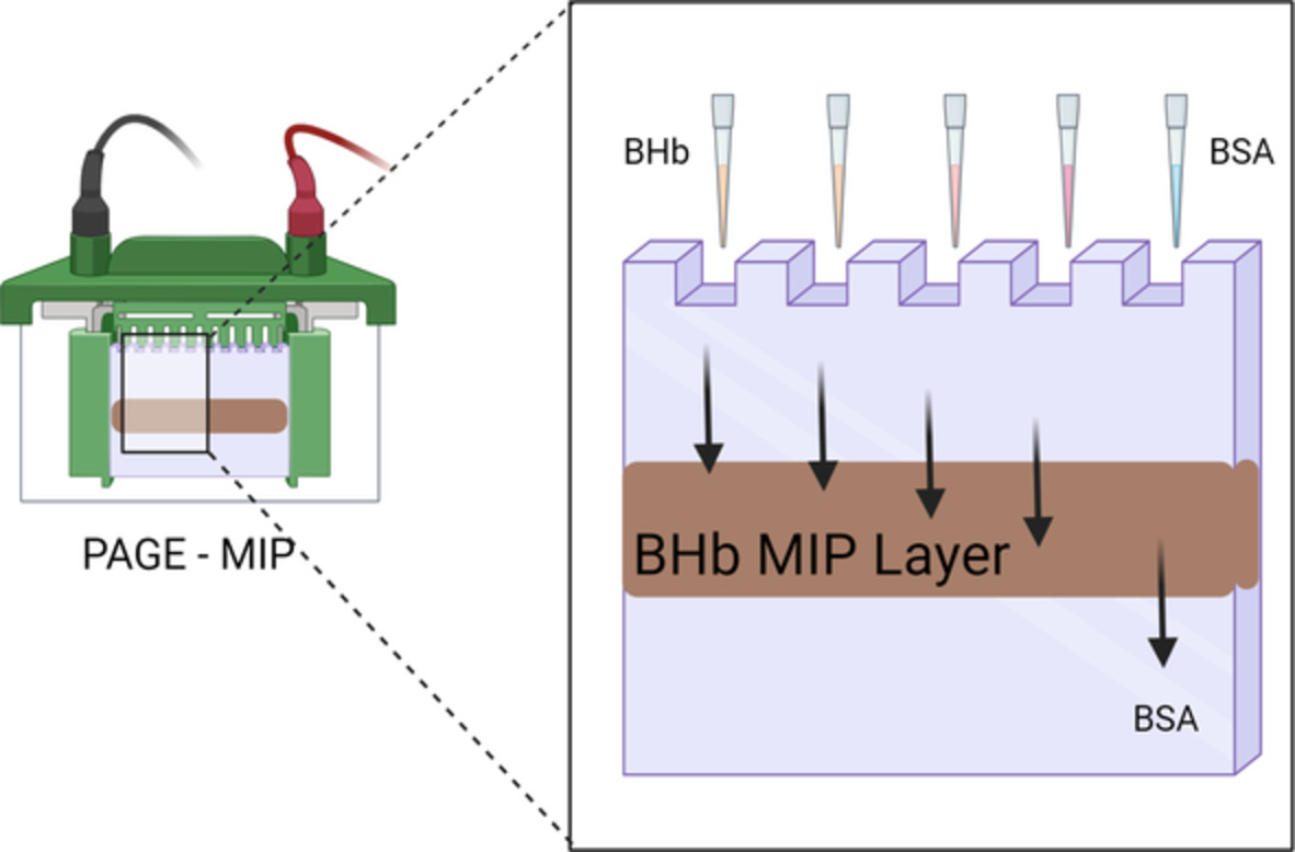 Investigation of polyacrylamide hydrogel‐based molecularly imprinted polymers using protein gel electrophoresis