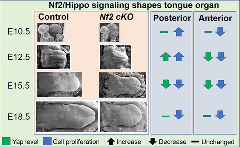 Deletion of Nf2 in neural crest‐derived tongue mesenchyme alters tongue shape and size, Hippo signalling and cell proliferation in a region‐ and stage‐specific manner