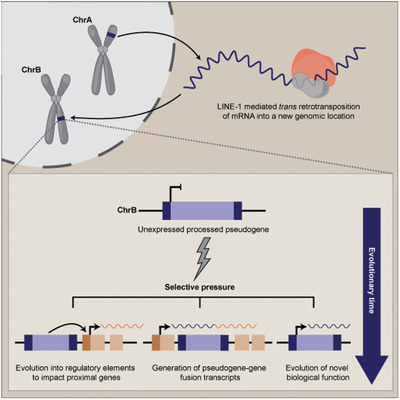 Processed pseudogenes: A substrate for evolutionary innovation