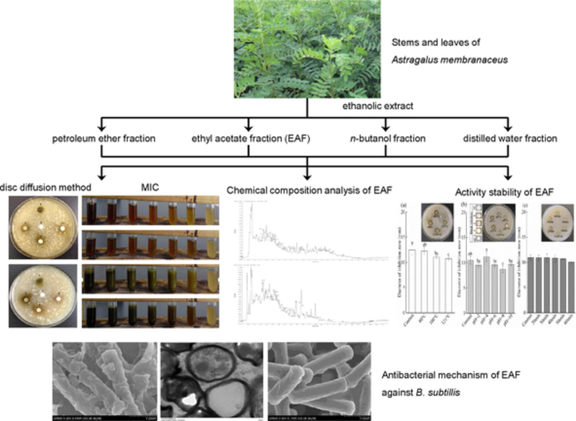 Chemical composition and antibacterial activity of ethyl acetate extract of Astragalus membranaceus aerial parts