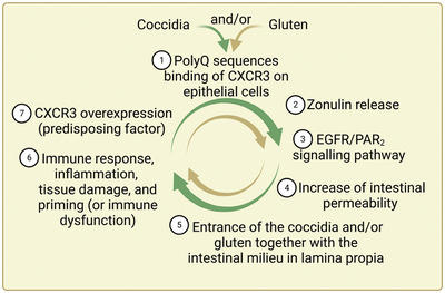 From celiac disease to coccidia infection and vice‐versa: The polyQ peptide CXCR3‐interaction axis