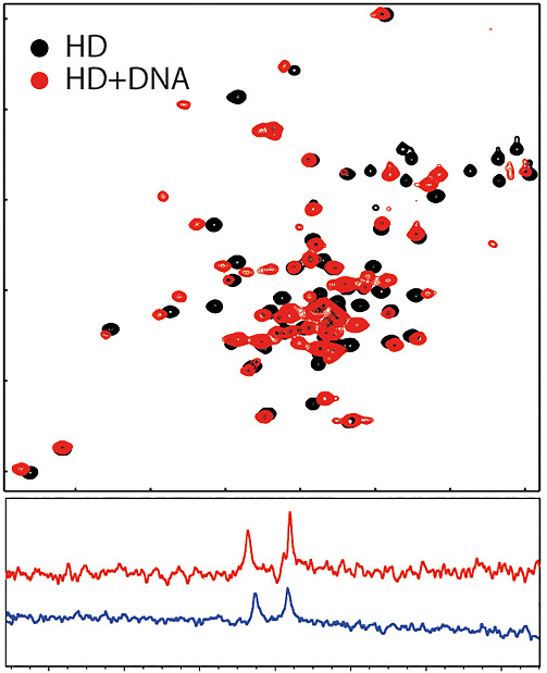 Secondary structures, dynamics, and DNA binding of the homeodomain of human SIX1