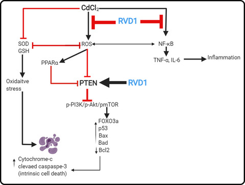 Resolvin D1 prevents cadmium chloride‐induced memory loss and hippocampal damage in rats by activation/upregulation of PTEN‐induced suppression of PI3K/Akt/mTOR signaling pathway
