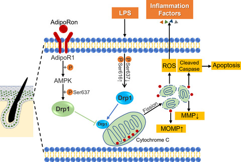 Adiponectin receptor agonist AdipoRon blocks skin inflamm‐ageing by regulating mitochondrial dynamics