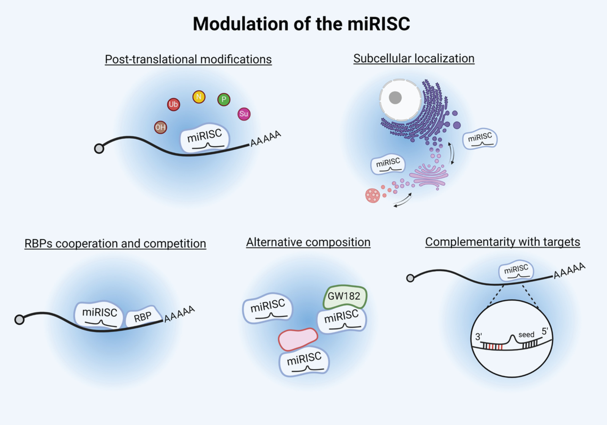 Regulation and different functions of the animal microRNA‐induced silencing complex