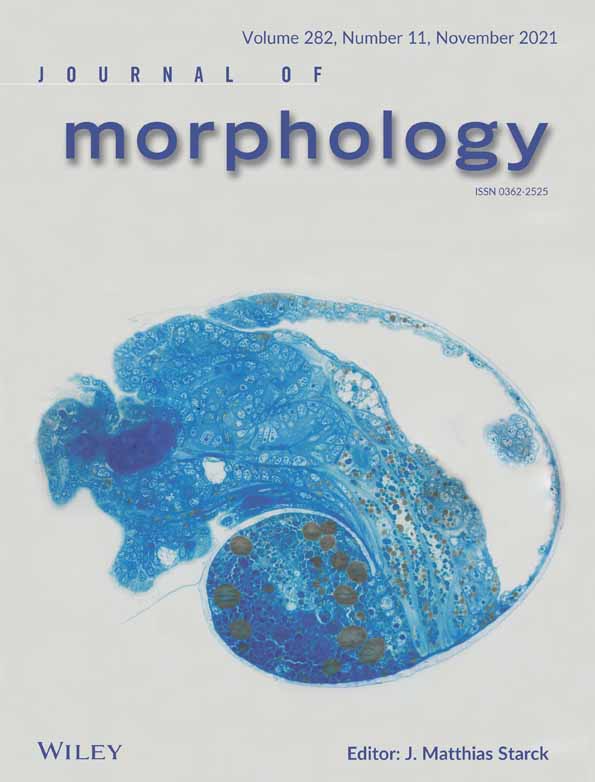 A morphological and morphometric approach to study Ophiuroidea (Echinodermata): size changes of Ophiocomella alexandri
