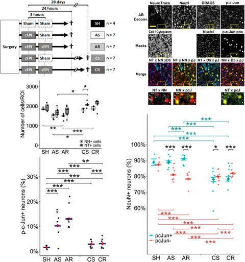 Axonal injury following mild traumatic brain injury is exacerbated by repetitive insult and is linked to the delayed attenuation of NeuN expression without concomitant neuronal death in the mouse