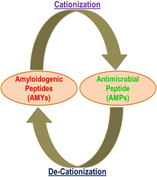 Structural and functional swapping of amyloidogenic and antimicrobial peptides: Redefining the role of amyloidogenic propensity in disease and host defense