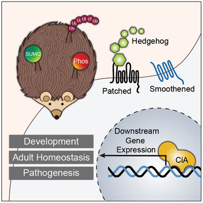 Protein modifications in Hedgehog signaling