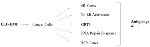 Cellular stress response to extremely low‐frequency electromagnetic fields (ELF‐EMF): An explanation for controversial effects of ELF‐EMF on apoptosis