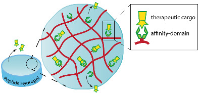 Peptide hydrogels for affinity‐controlled release of therapeutic cargo: Current and potential strategies