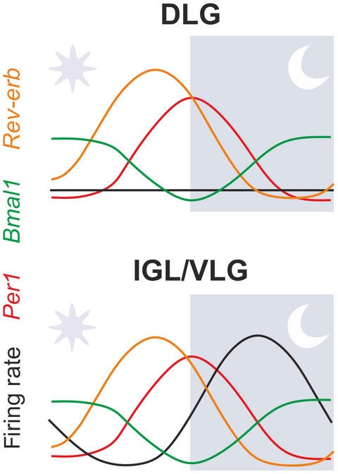 Intrinsic circadian timekeeping properties of the thalamic lateral geniculate nucleus