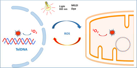 Selective oxidative stress induces dual damage to telomeres and mitochondria in human T cells