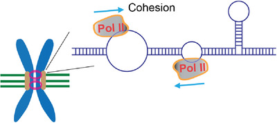 An emerging role of transcription in chromosome segregation: Ongoing centromeric transcription maintains centromeric cohesion