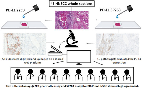 Evaluating programmed death‐ligand 1 (PD‐L1) in head and neck squamous cell carcinoma: concordance between the 22C3 PharmDx assay and the SP263 assay on whole sections from a multicentre study