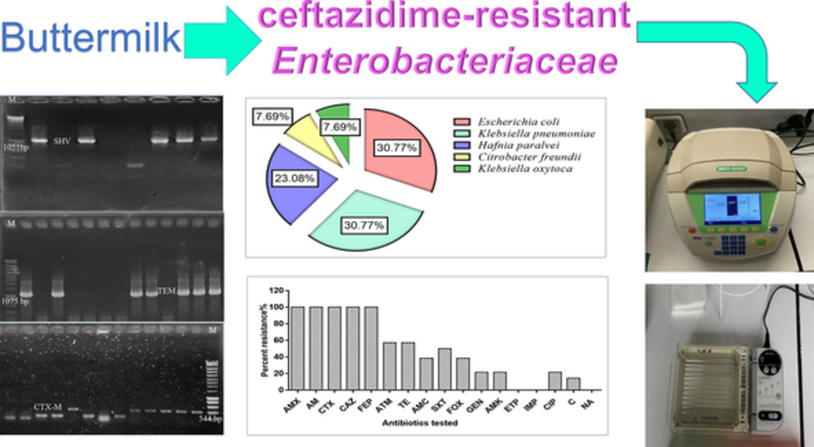 First report on the molecular characterization and the occurrence of extended‐spectrum β‐lactamase producing Enterobacteriaceae in unpasteurized bovine's buttermilk